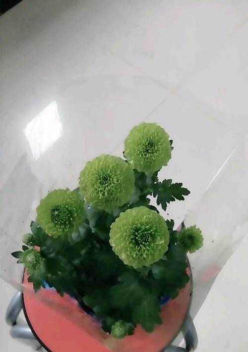 乒乓菊不开花怎么回事？如何解决？