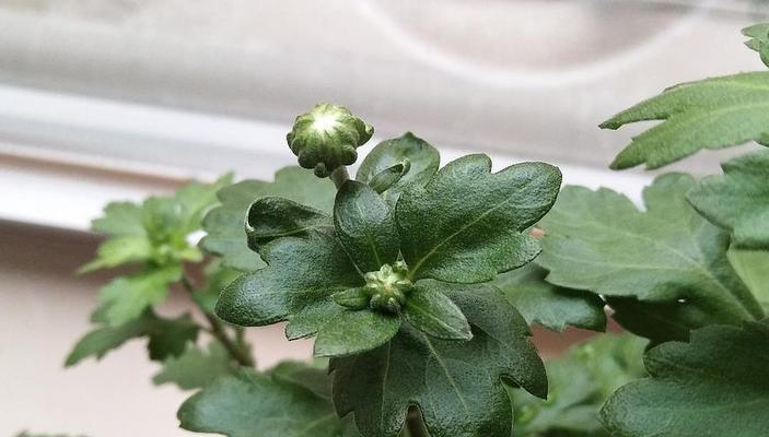 乒乓菊冬天会冻死吗？如何在寒冷季节保护乒乓菊？