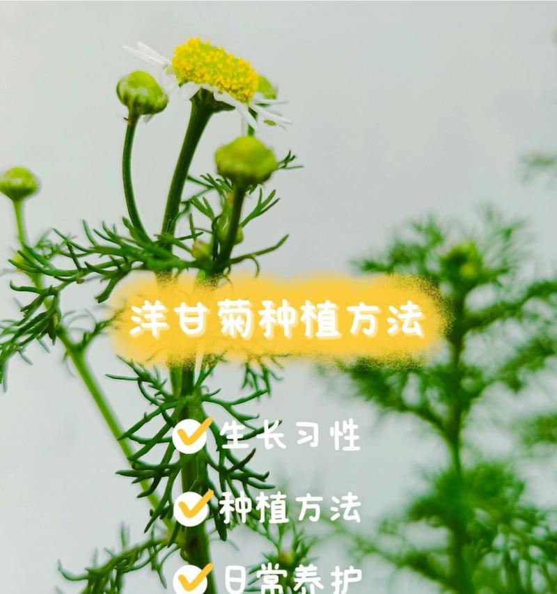 乒乓菊多久浇一次水？如何正确进行水分管理？