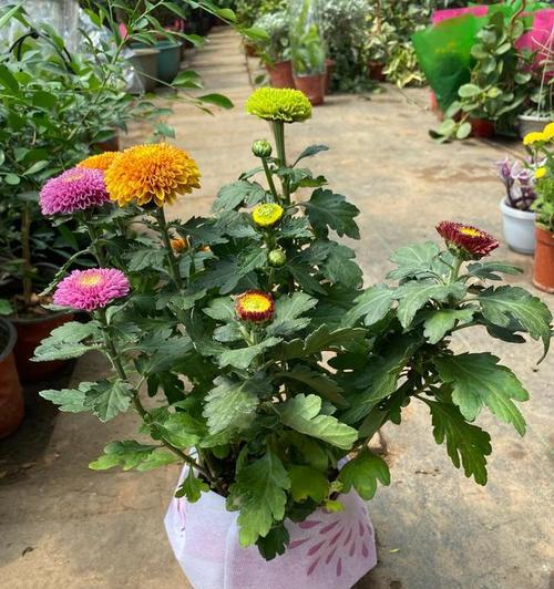 乒乓菊花期持续多久？如何延长花期？