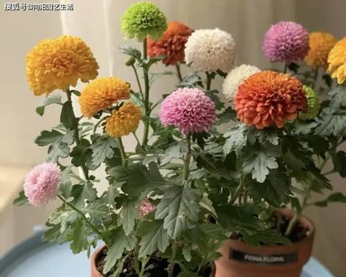 乒乓菊花期持续多久？如何延长花期？