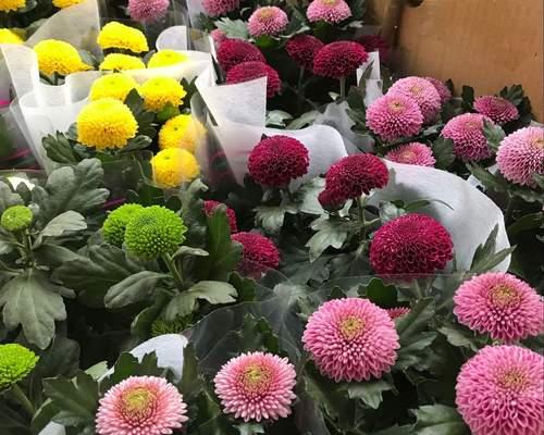 乒乓菊花期持续多久？如何延长花期？