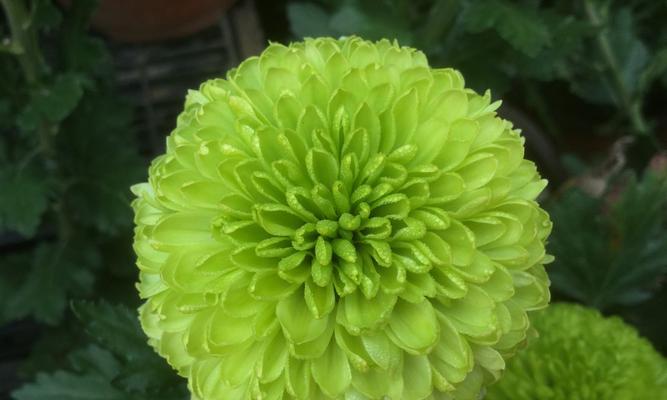 乒乓菊是几年生植物？如何正确养护以延长其生命周期？