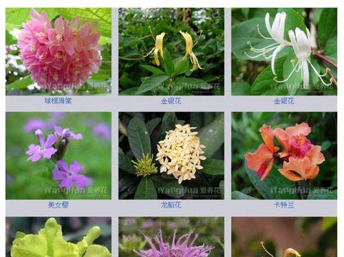 乒乓菊的花期是多久？一年能开几次花？