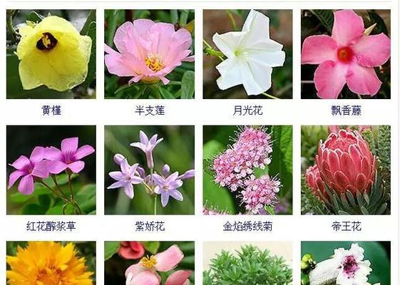 乒乓菊的花期是多久？一年能开几次花？