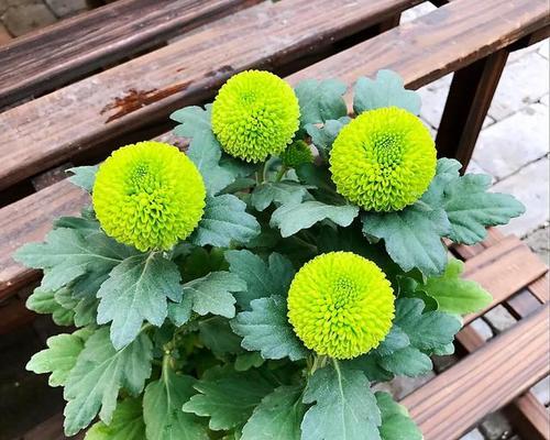 乒乓菊的花期是多久？一年能开几次花？