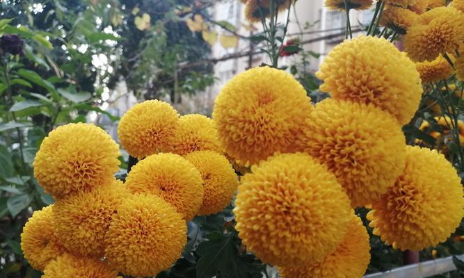 乒乓菊是多年生植物吗？如何正确养护？