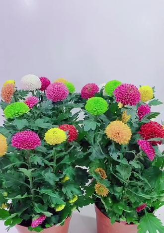 乒乓菊是多年生植物吗？如何正确养护？