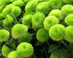 乒乓菊是多年生植物吗？了解乒乓菊的生长周期和特点