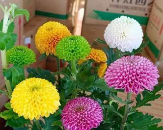 乒乓菊四季开花是真的吗？如何实现四季持续开花？