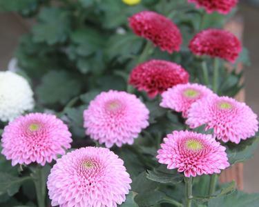 乒乓菊四季开花是真的吗？如何实现四季持续开花？