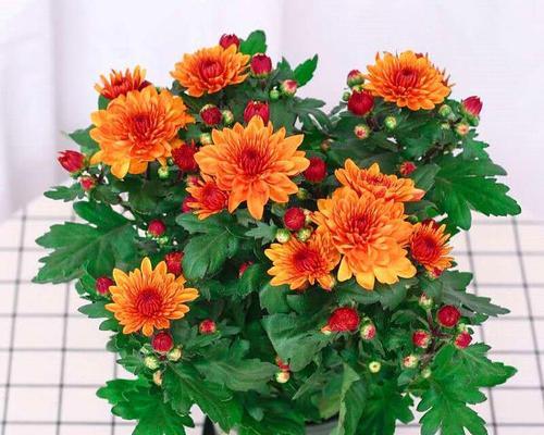 乒乓菊是一年生还是多年生？如何正确养护？