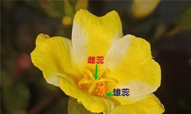 乒乓菊喜阴还是喜阳？光照对乒乓菊生长的影响是什么？
