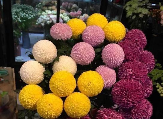 乒乓菊喜阴还是喜阳？光照对乒乓菊生长的影响是什么？