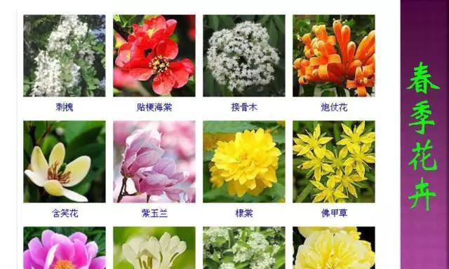 乒乓菊一年开几次花？花期月份与时间如何确定？
