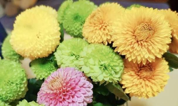 乒乓菊一年开几次花？花期月份与时间如何确定？