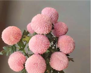 乒乓菊一年开几次花？花期月份与时间如何确定？