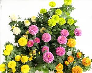乒乓菊一年能开几次花？四季都能开花吗？