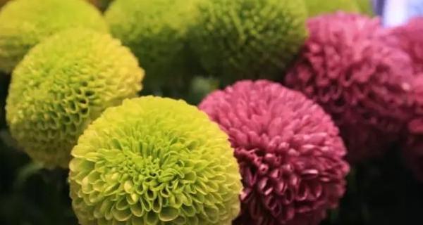 乒乓菊一年能开几次花？四季都能开花吗？