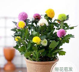 乒乓菊一年能开几次花？四季都能开花吗？