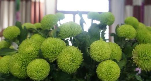 乒乓菊繁殖方法有哪些？繁殖时应注意哪些问题？