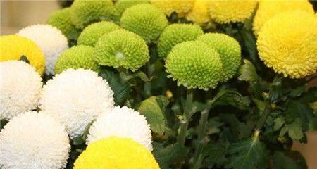 乒乓菊繁殖方法有哪些？繁殖时应注意哪些问题？