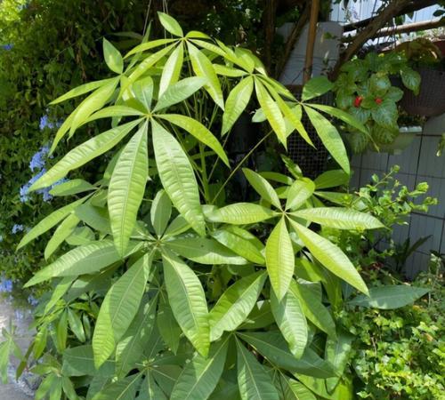 乒乓球花怎么养？养殖过程中需要注意哪些问题？