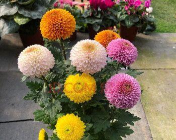 乒乓球菊花爆盆秘诀是什么？如何正确养护？