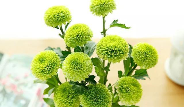 乒乓球菊花爆盆秘诀是什么？如何正确养护？