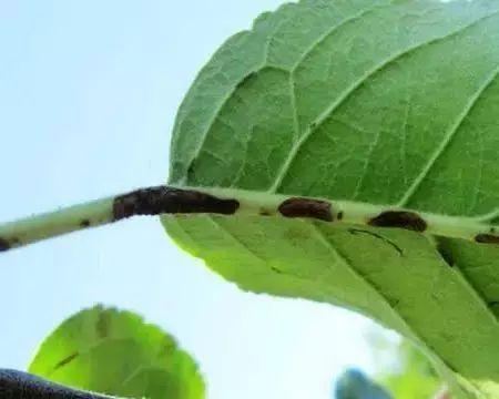 苹果病虫害防治技术与方法措施有哪些？如何有效预防和控制？