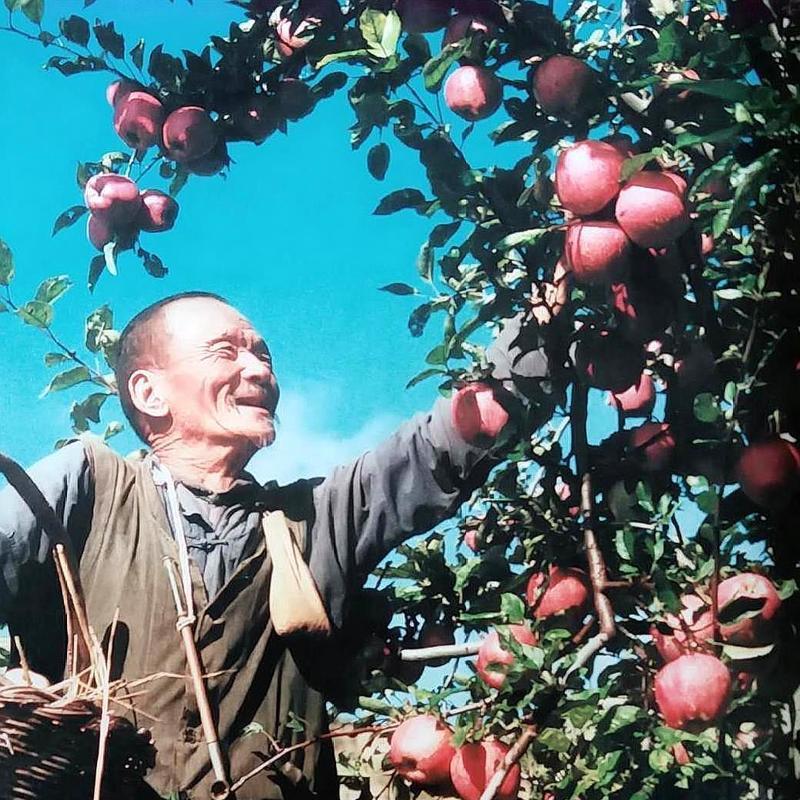 苹果什么时候采摘最好？收获季节有哪些注意事项？