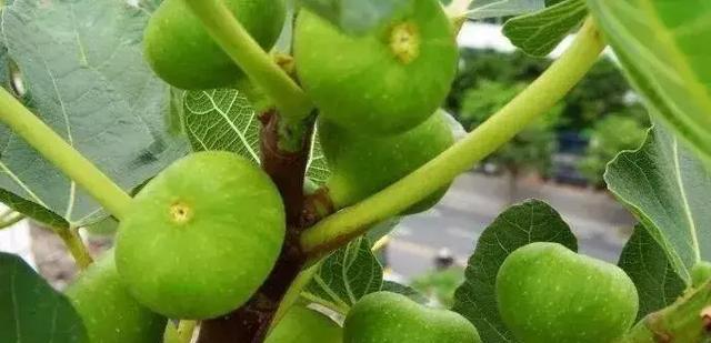 苹果打什么农药好？如何选择适合的农药产品？