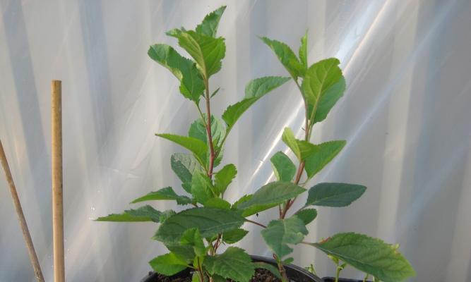 苹果发芽的过程是怎样的？需要多长时间？