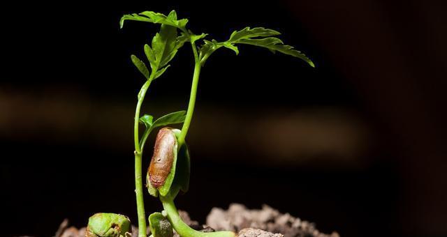 苹果发芽的过程是怎样的？需要多长时间？