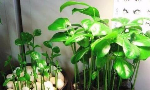 苹果发芽了可以吃吗？发芽苹果的食用安全性解析