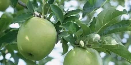 苹果果期持续多久？如何进行有效养护与管理？