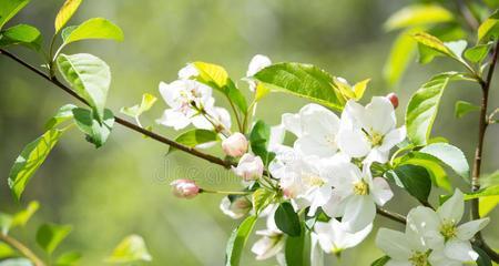 苹果花代表什么意思？苹果花的象征意义有哪些？