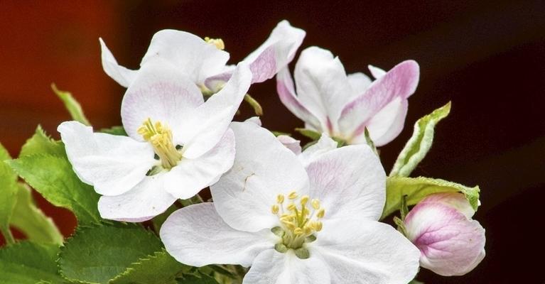 苹果花期持续多久？如何延长花期？