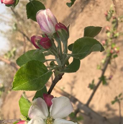 苹果花通常在哪个季节盛开？开花时间有何特点？