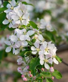 苹果花是什么颜色的？常见颜色有哪些？