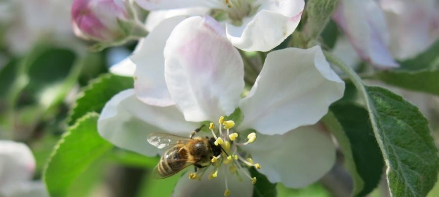 苹果花是完全花吗？了解苹果花的结构特点