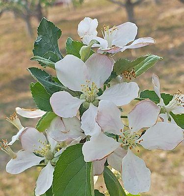 苹果花是完全花吗？了解苹果花的结构特点