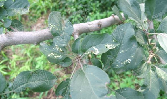 苹果花叶病症状有哪些？如何有效防治？