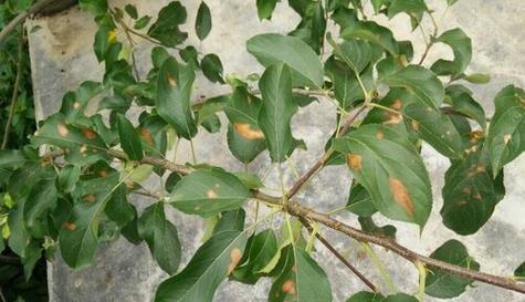 苹果花叶病症状有哪些？如何有效防治？