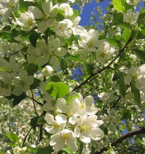 苹果树开花时间是什么时候？开花后需要注意什么？