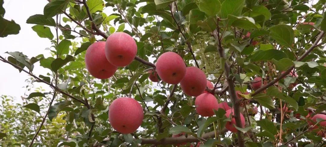 苹果几月份成熟上市？不同品种的成熟时间表是什么？