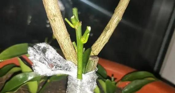 苹果嫁接的最佳时间是什么时候？有哪些有效的方法？
