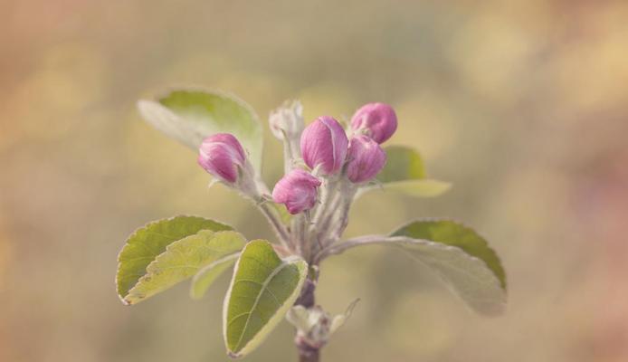 苹果开的花是什么颜色？常见品种花色有哪些？