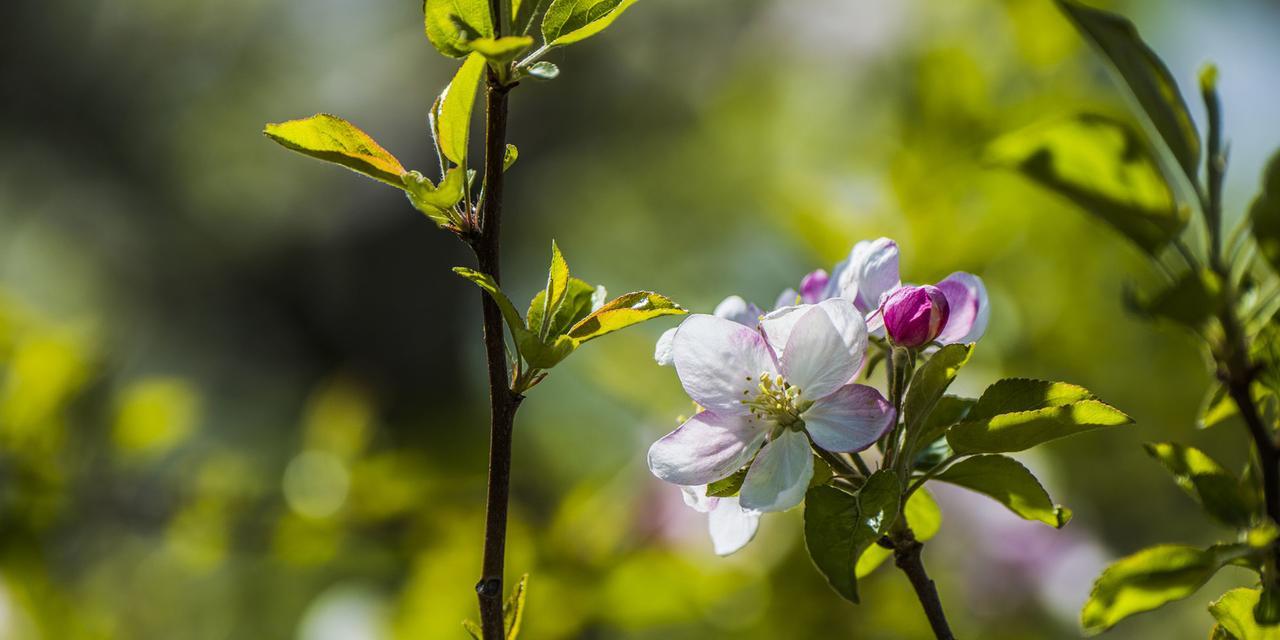 苹果开花吗？苹果的花朵长什么样？