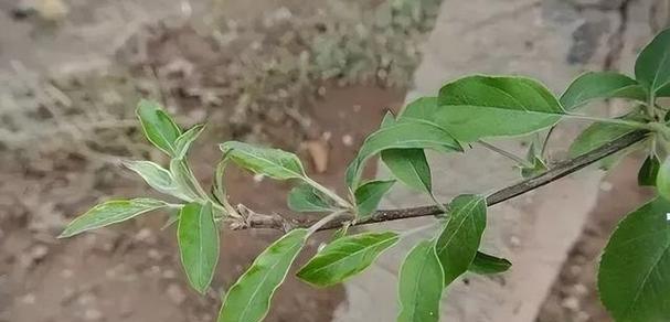 苹果开花时浇水的正确方法和注意事项是什么？
